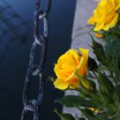 China rose