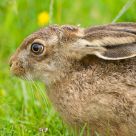 Brown Hare
