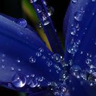 Blue Iris