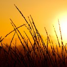 Sunrise on a field
