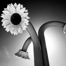 Artificial Sunflowers