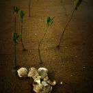 Shells @ seashore