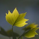 Leaves and Sunlight
