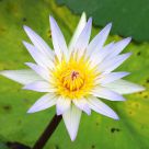 Water Lily