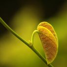Leaf