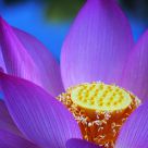 Nelumbo nucifera