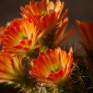 Cactus Blooms