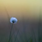 Cotton sedge (Eriophorum)