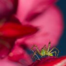 Green Lynx Spider