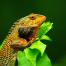 Changeable Lizard
