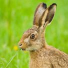 Brown Hare eating