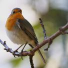 robin