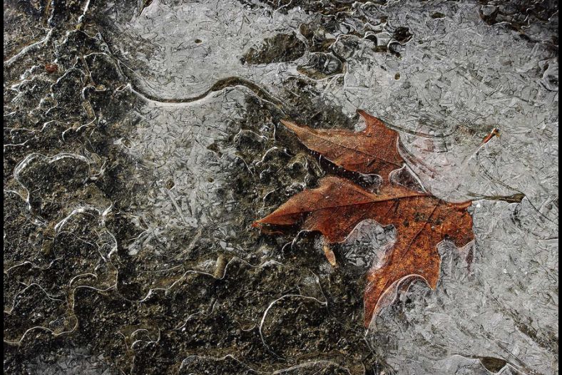 Icy Leaf