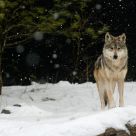 Mexican Wolf