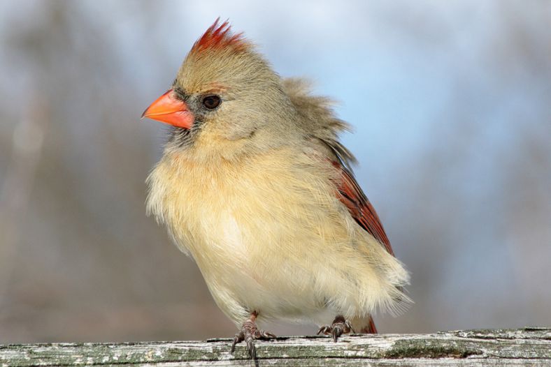 Female Cardinal