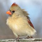 Female Cardinal