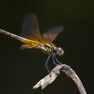 landing