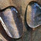 Water drops on leaf