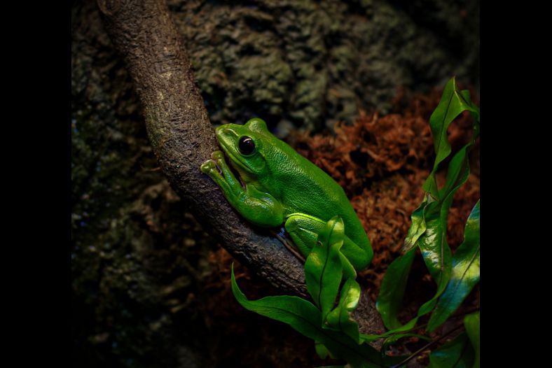 Frog