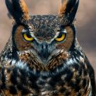Bubo virginianus