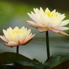 Yellow Lotus