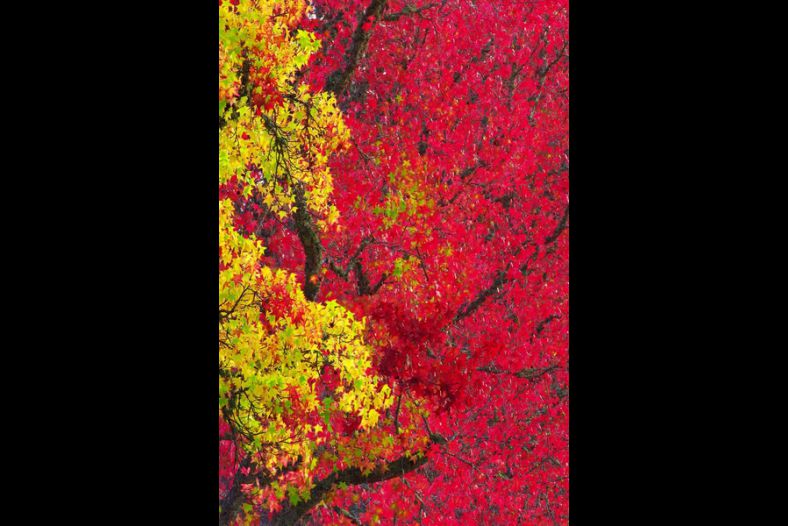 Autumn Colors