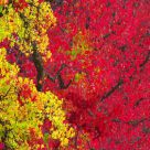 Autumn Colors