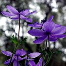 Deep purple