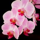 Orchid Chain