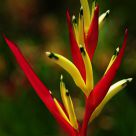 Red and Yellow