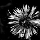 Dandelion after rain