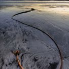 S is for Spacekelp