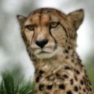 Cheetah portrait
