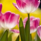 I love tulip