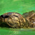 Seal