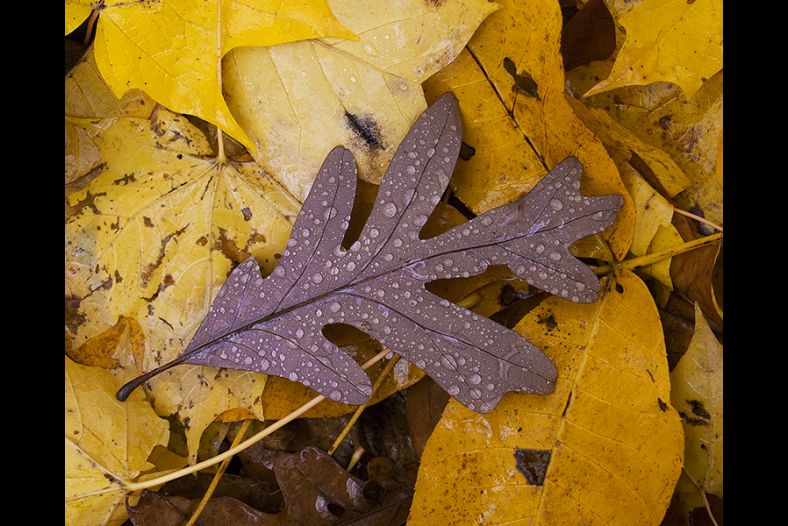 Bejewled Leaf