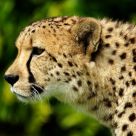 Cheetah