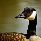 Goose