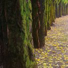 Mossy Row at Autumn