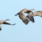 Sandhill Cranes in Flight
