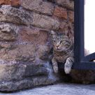 Cat in Rome