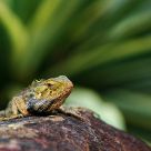 Changeable Lizard