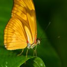 Dryas iulia