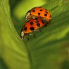 Bugs in Love