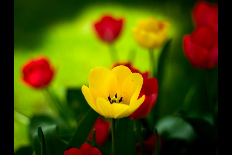 Vivid Spot