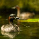 Little Grebe