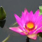 Water Lily