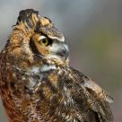 Great Horned Owl