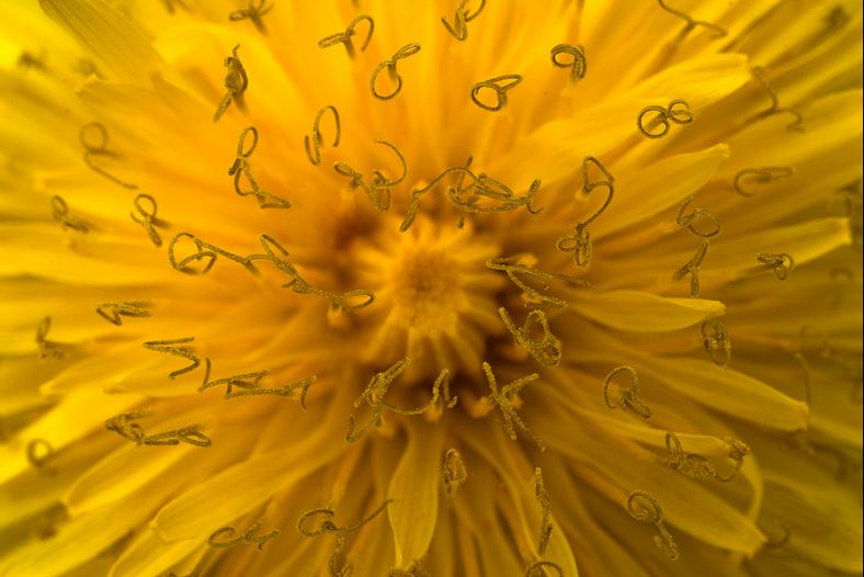 Taraxacum officinale
