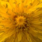 Taraxacum officinale